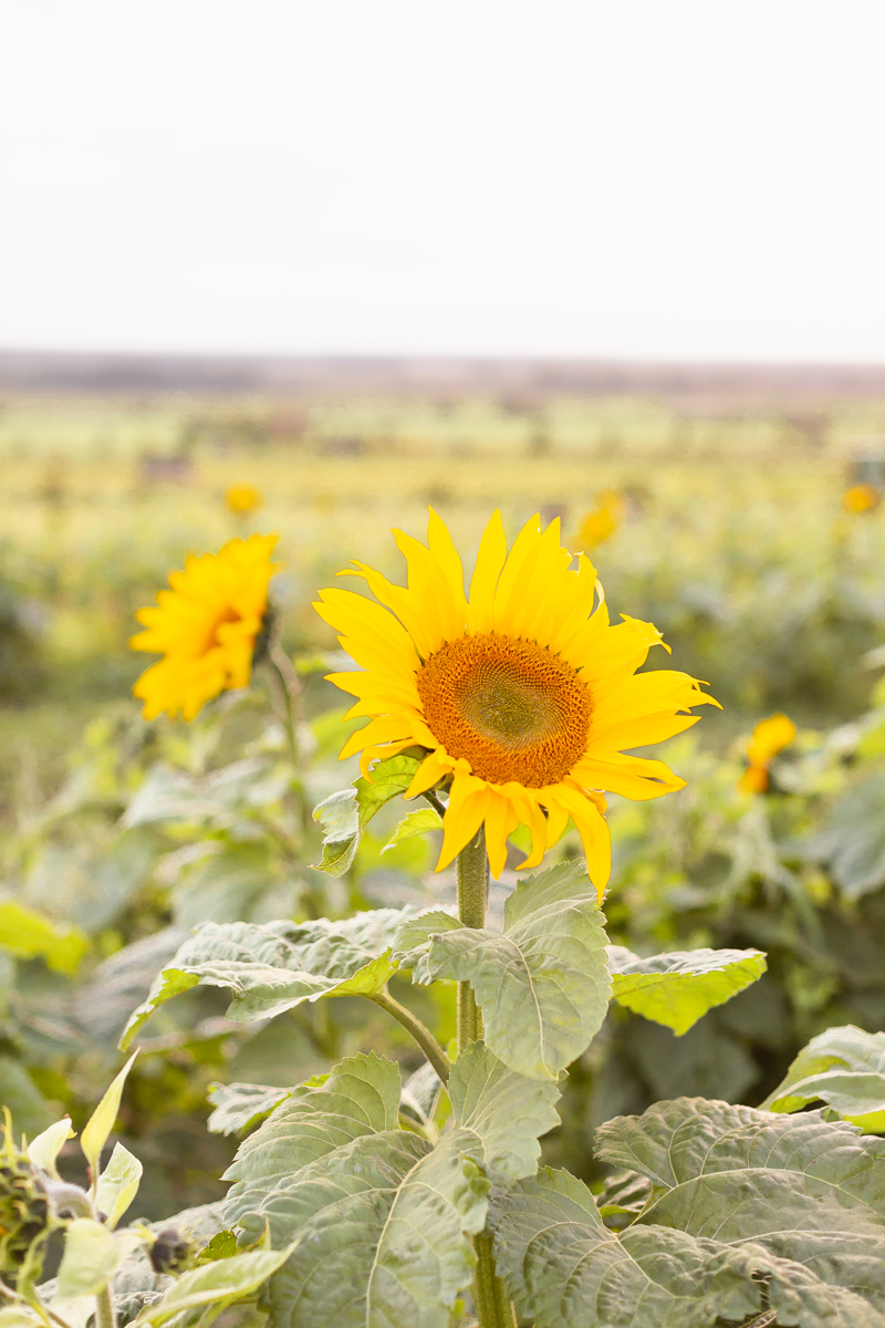 A Guide to Bowden SunMaze & Eagle Creek Farms | Bowden SunMaze September 2020 | Sunflower Field Near Me | The Best Alberta Sunflower Field | Alberta Sunflower U-Pick | Bowden SunMaze Sunflower Field Best Time To Go | Bowden SunMaze Cost | Eagle Creek Farms Review | Sunflower Field Instagram Tips | A field of sunflowers at sunset | Calgary Lifestyle Blogger // JustineCelina.com