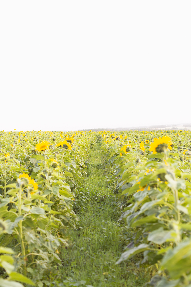 A Guide to Bowden SunMaze & Eagle Creek Farms | Bowden SunMaze September 2020 | Sunflower Field Near Me | The Best Alberta Sunflower Field | Alberta Sunflower U-Pick | Bowden SunMaze Sunflower Field Best Time To Go | Bowden SunMaze Cost | Eagle Creek Farms Review | Sunflower Field Photography Tips | How to Photograph Sunflowers | A field of sunflowers at sunset | 100,000 Smiling Sunflowers | When are Sunflowers In Bloom | When is Sunflower Season | Calgary Lifestyle Blogger // JustineCelina.com