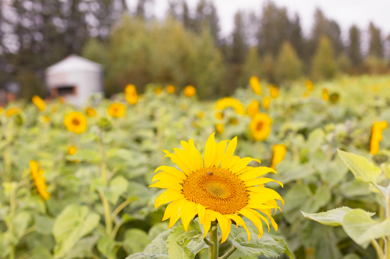 A Guide to Bowden SunMaze & Eagle Creek Farms | Bowden SunMaze September 2020 | Sunflower Field Near Me | The Best Alberta Sunflower Field | Alberta Sunflower U-Pick | Bowden SunMaze Sunflower Field Best Time To Go | Bowden SunMaze Cost | Eagle Creek Farms Review | Sunflower Field Photography Tips | How to Photograph Sunflowers | A field of sunflowers during Blue Hour with a Grain Silo in the Background | When are Sunflowers In Bloom | Calgary Lifestyle Blogger // JustineCelina.com