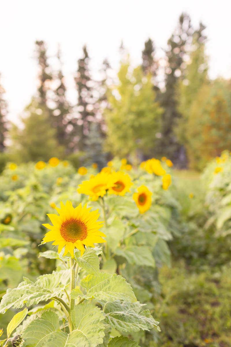 A Guide to Bowden SunMaze & Eagle Creek Farms | Bowden SunMaze September 2020 | Sunflower Field Near Me | The Best Alberta Sunflower Field | Alberta Sunflower U-Pick | Bowden SunMaze Sunflower Field Best Time To Go | Bowden SunMaze Cost | Eagle Creek Farms Review | Sunflower Field Photography Tips | How to Photograph Sunflowers | A field of sunflowers at sunset | 100,000 Smiling Sunflowers | When are Sunflowers In Bloom | When is Sunflower Season | Calgary Lifestyle Blogger // JustineCelina.com