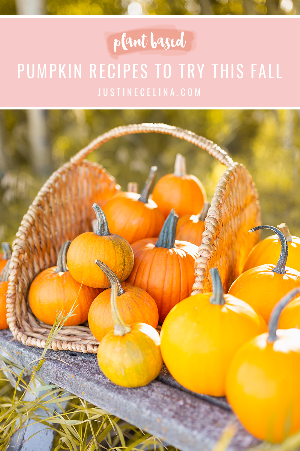 Plant Based Pumpkin Recipes to Try This Fall {Dairy Free, Gluten Free, Refined Sugar Free} | October Country Garden Pumpkin Harvest on an old wooden bench featuring orange sugar pumpkins and yellow pumpkins | Easy Vegan Pumpkin Recipes | Healthy Vegan Pumpkin Recipes | Vegan Pumpkin Snacks | The best plant based pumpkin recipes | Garden pumpkin recipes | Zone 3b Garden | JustineCelina’s Country Garden 2022 | Calgary Canada Plant Based Food and Garden Blogger // JustineCelina.com