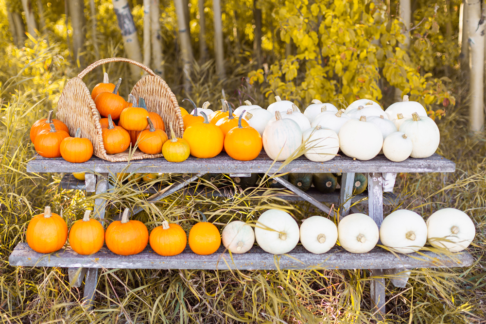 Plant Based Pumpkin Recipes to Try This Fall {Dairy Free, Gluten Free, Refined Sugar Free} | October Country Garden Pumpkin Harvest on an old wooden bench featuring orange sugar pumpkins and yellow pumpkins | Easy Vegan Pumpkin Recipes | Healthy Vegan Pumpkin Recipes | Vegan Pumpkin Snacks | The best plant based pumpkin recipes | Garden pumpkin recipes | Zone 3b Garden | JustineCelina’s Country Garden 2022 | Calgary Canada Plant Based Food and Garden Blogger // JustineCelina.com