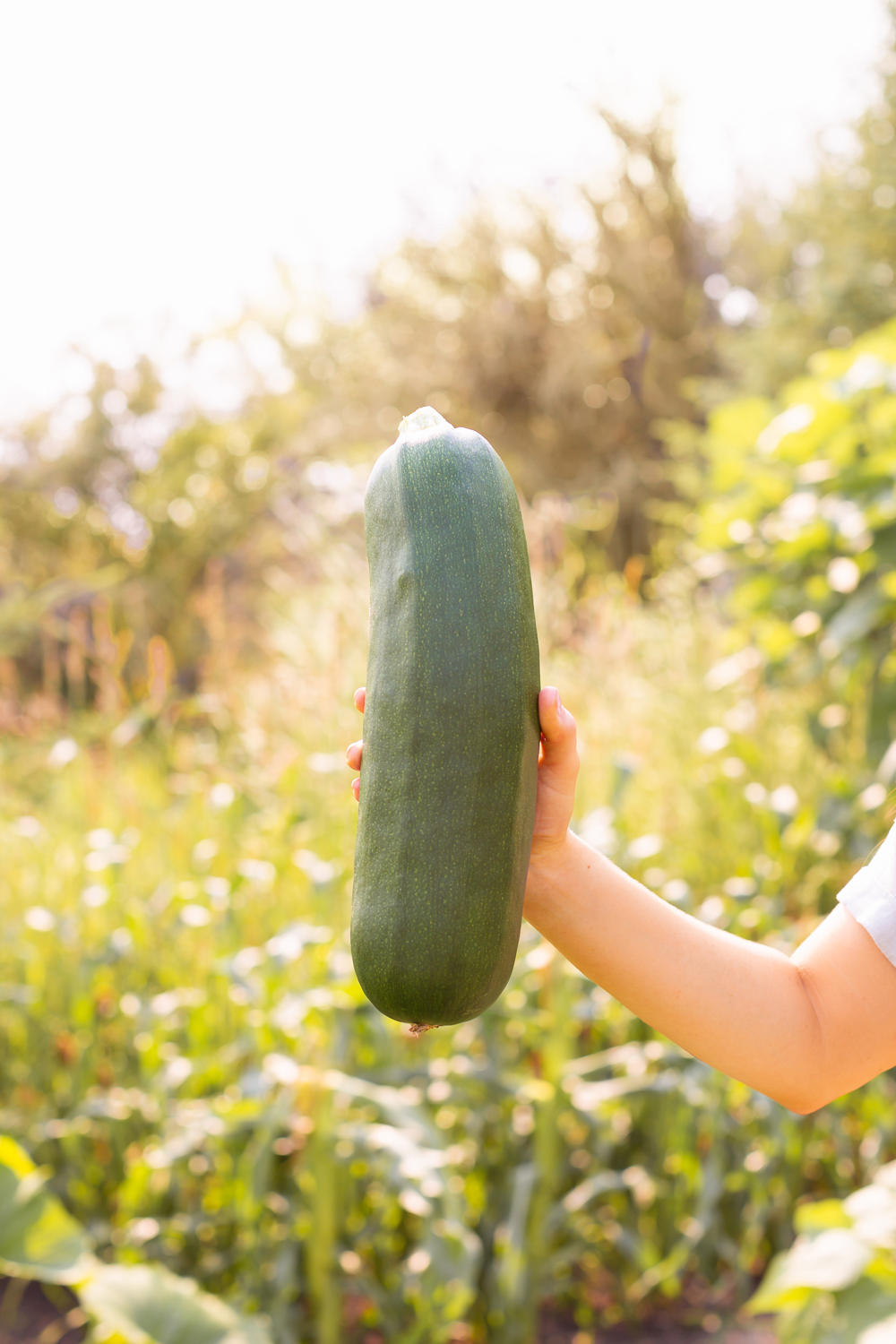 Cinnamon Raisin Zucchini Bread {Dairy Free, Gluten Free, Refined Sugar Free} | Woman holding a huge, overgrown green garden zucchini in her Alberta country garden | Best Baking Recipes for Overgrown Garden Zucchini | What to do with large zucchini | July garden harvest | Zone 3b Garden | JustineCelina’s Country Garden 2021 | Calgary Canada Plant Based Lifestyle and Garden Blogger // JustineCelina.com